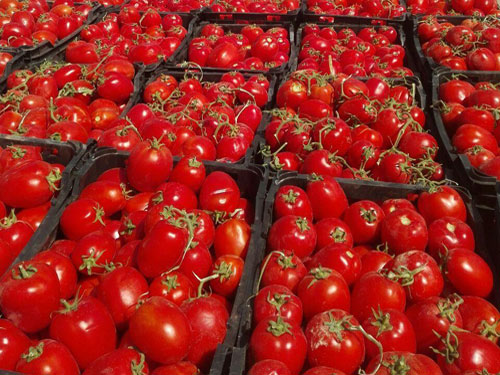 قیمت های افسار گسیخته گوجه در بازار