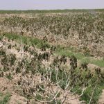 خسارت میلیاردی سرما به کشاورزان استان همدان
