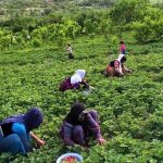 عضویت بیش از ۱۰ هزار روستایی، کشاورز و عشایر در صندوق بیمه اجتماعی