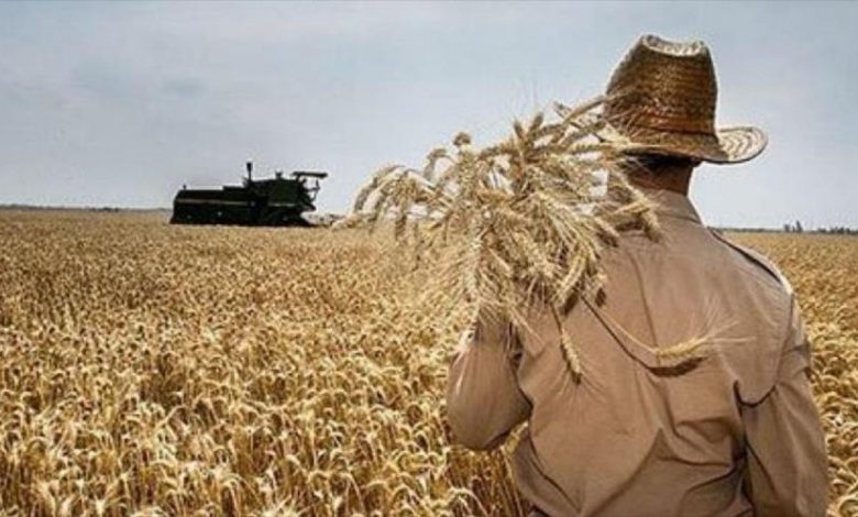 کبودراهنگ در رتبه نخست خرید تضمینی گندم
